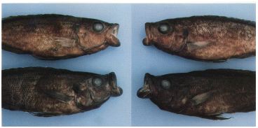 �������륤�������α�������������