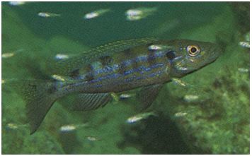 �Ұ�Ƥ򤷤Ƥ��륹�����륤������