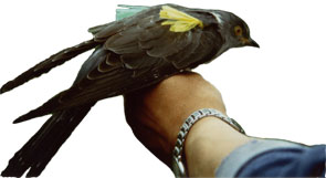 ����ɸ���Υ�����Ĥ������å���